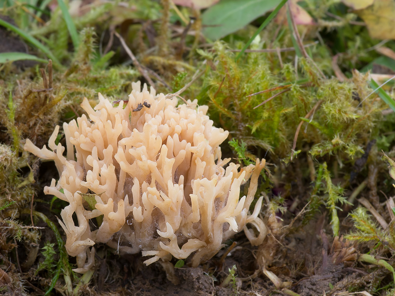 Clavulinopsis umbrinella